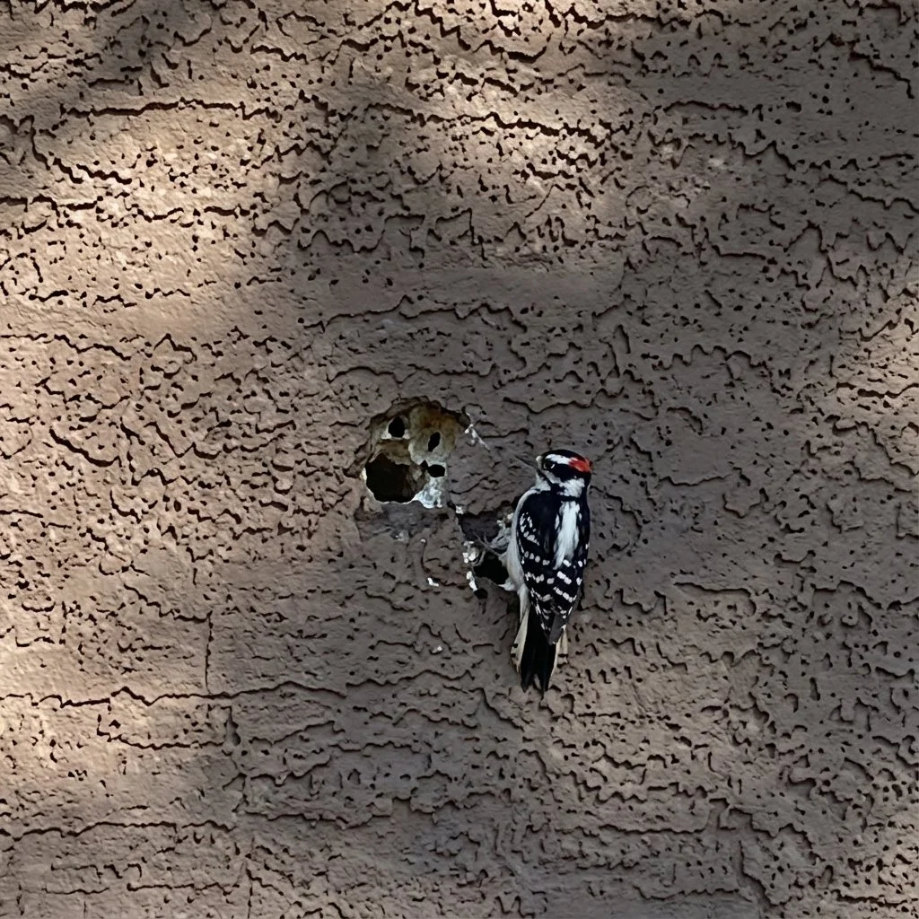 WOOD PECKER DAMAGING EIFS