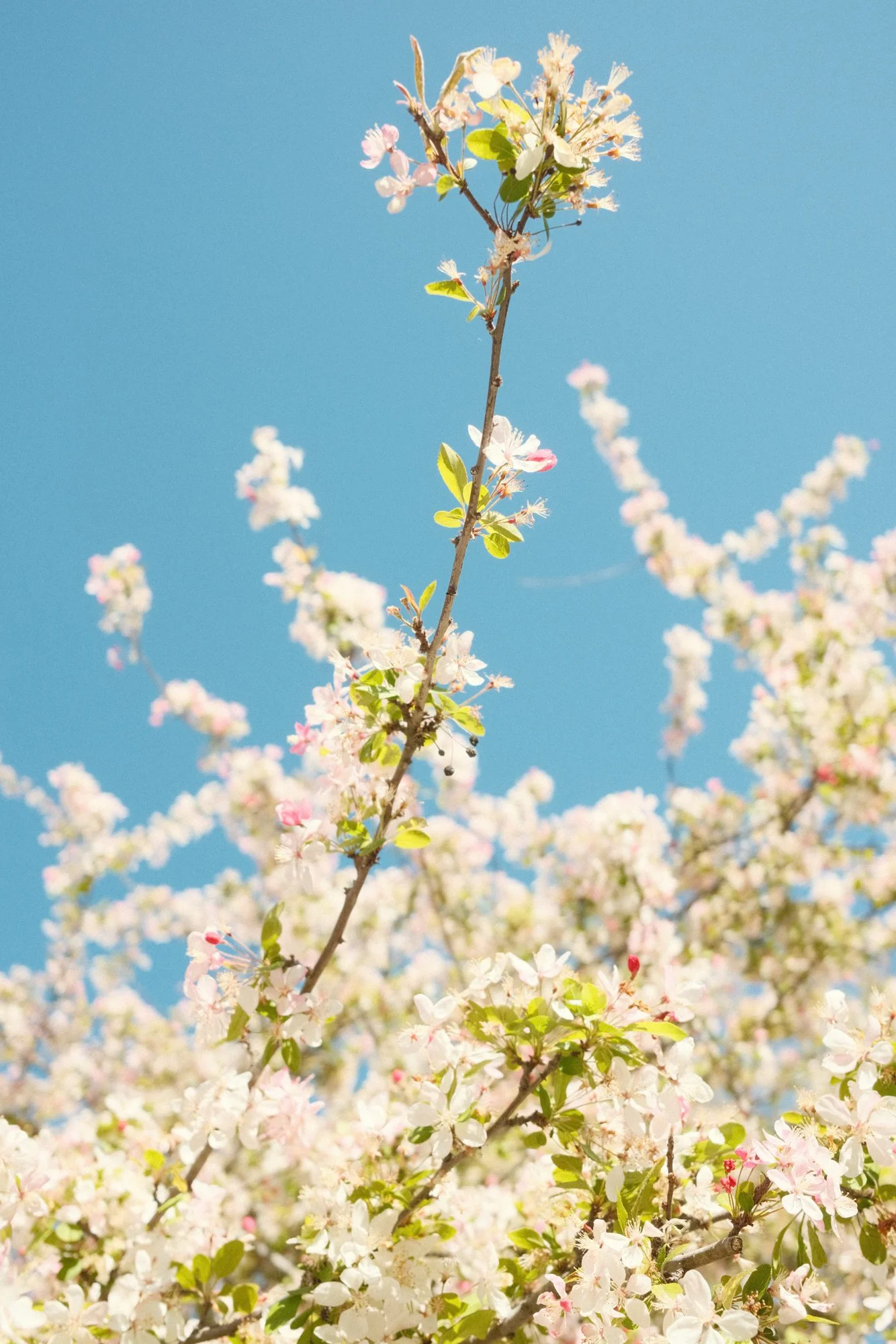 The Five Branches of Traditional Chinese Medicine: A Holistic Guide for Modern Healers