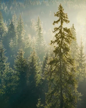 Sitka Whistler Construction Ltd photo 9