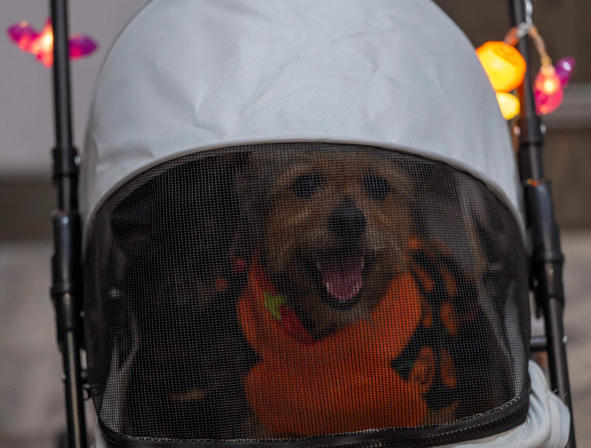 DSC_0275.jpg