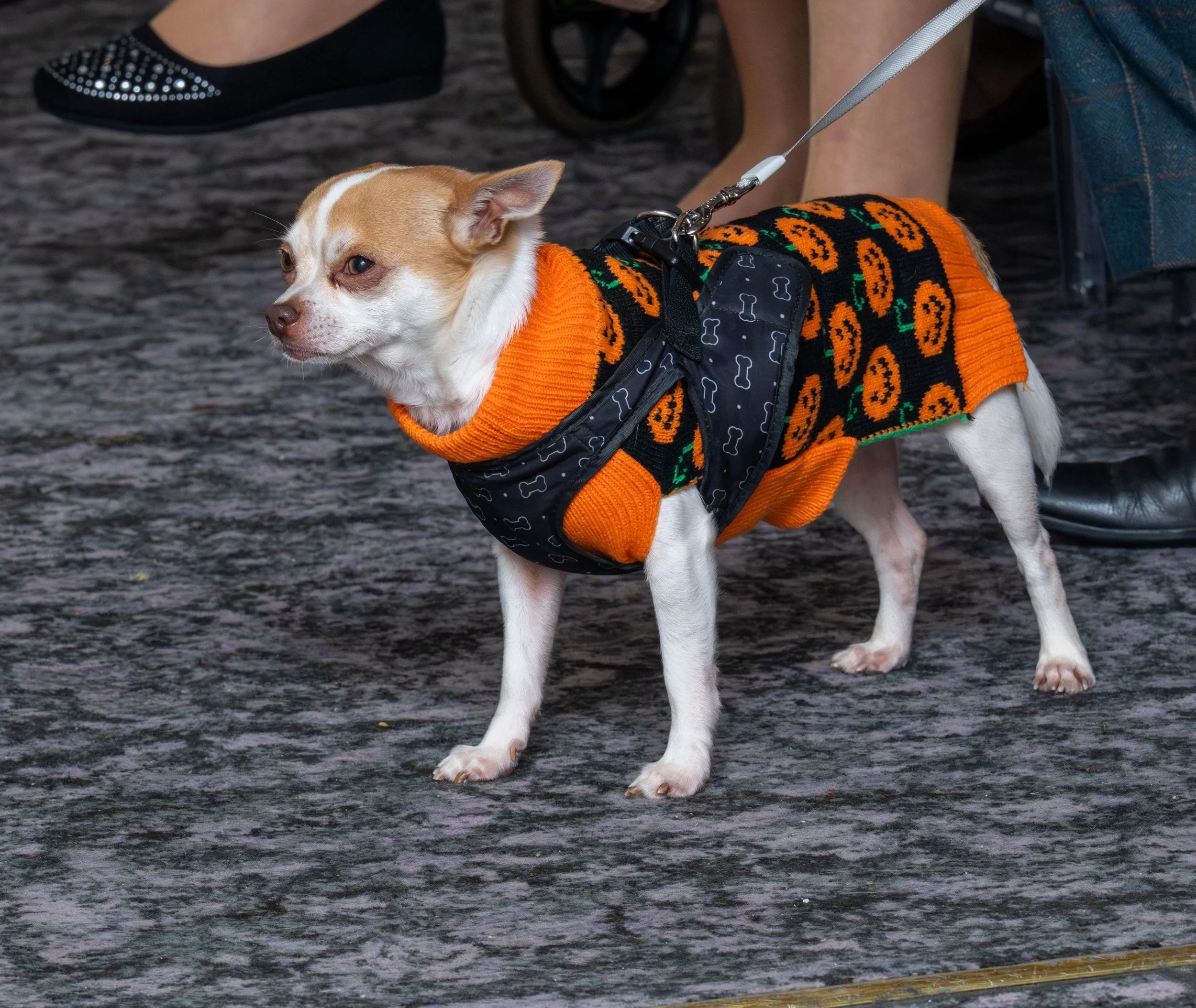 DSC_0306.jpg