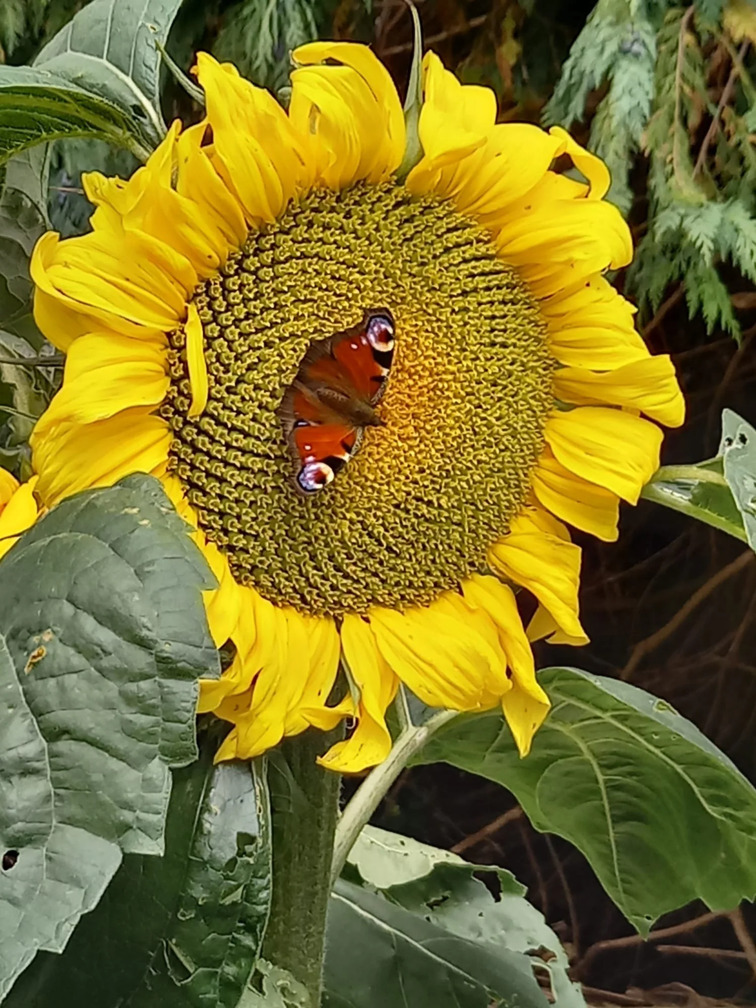 Ok Bláth Gréine.jpeg