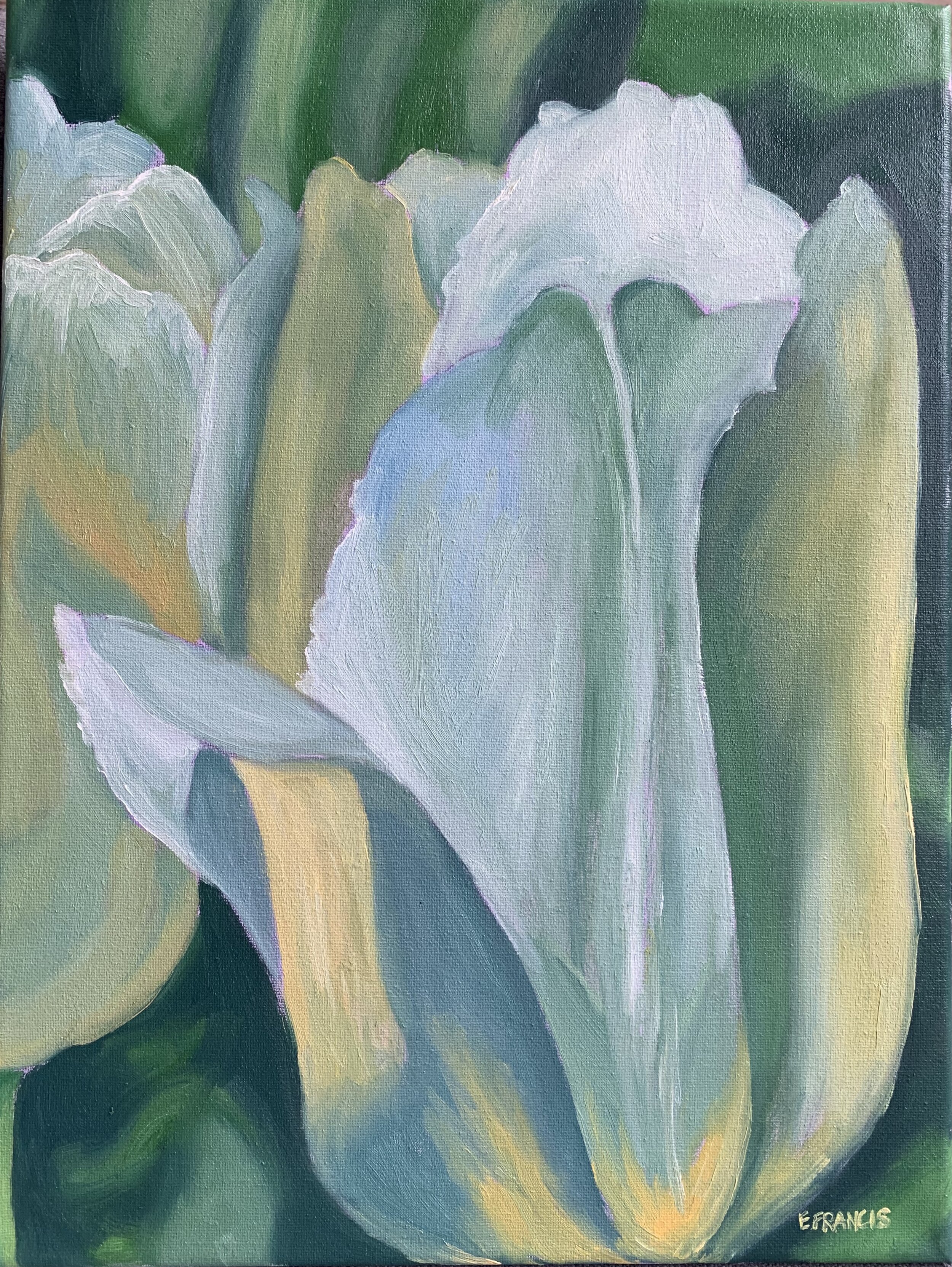 Tulip