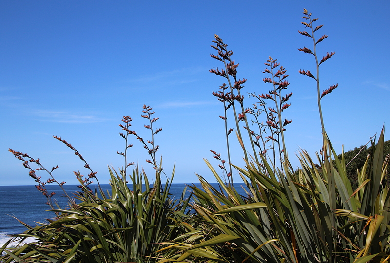 flaxbush dreamtime.jpg