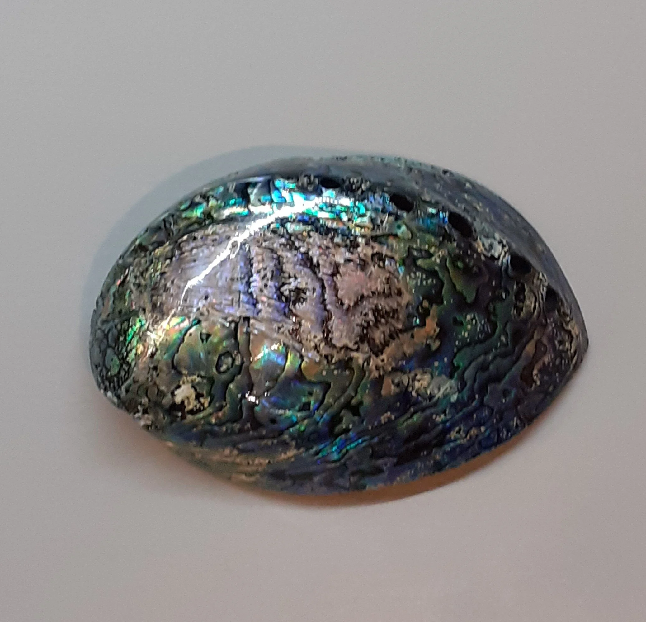 paua 2.jpg