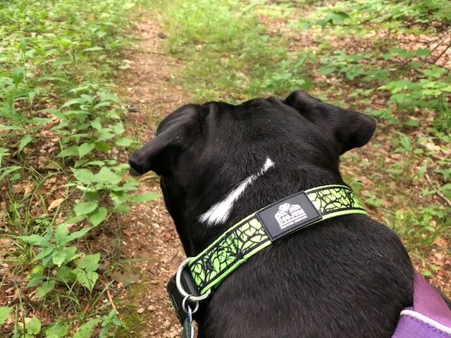 hem and boo dog collar