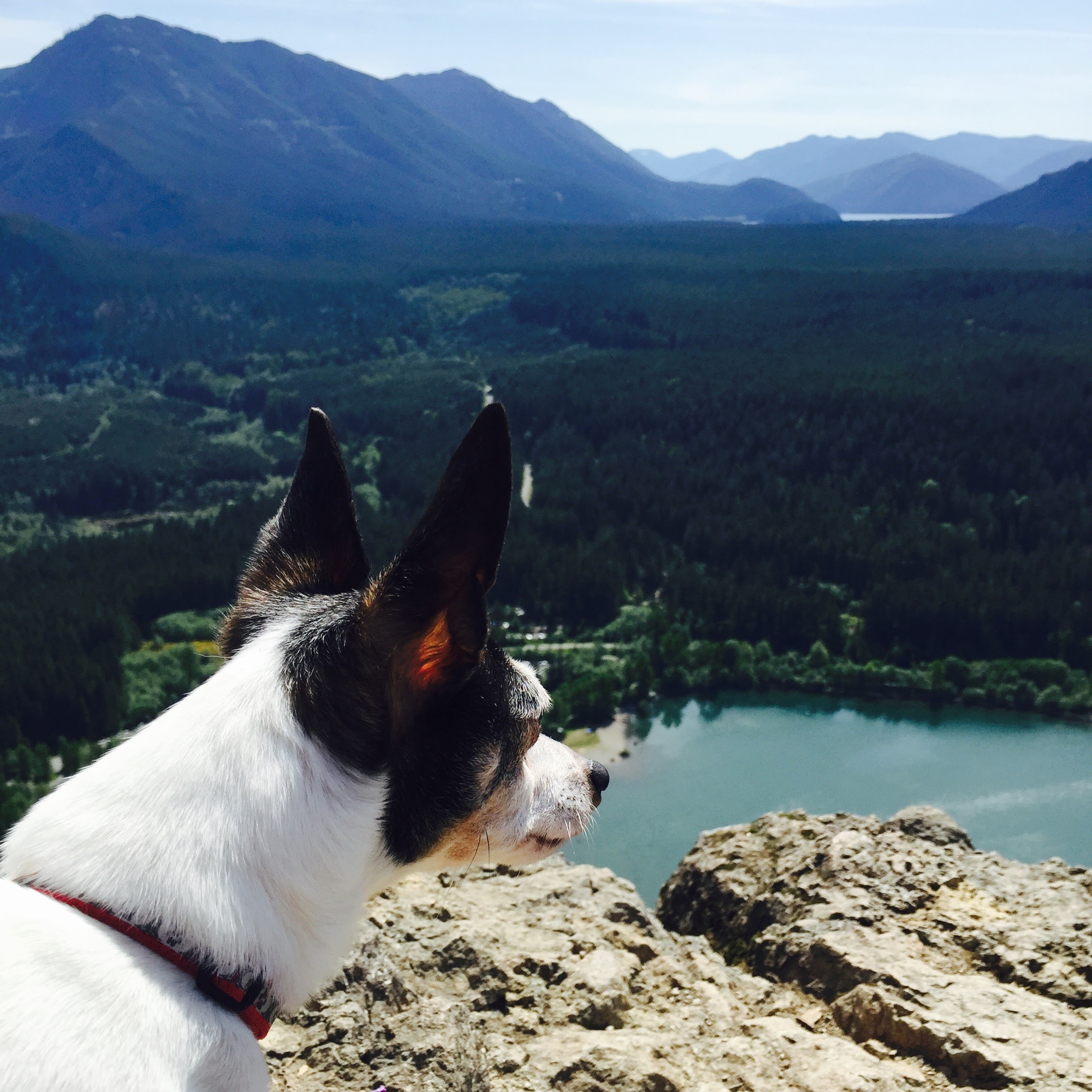 My hiking buddy.