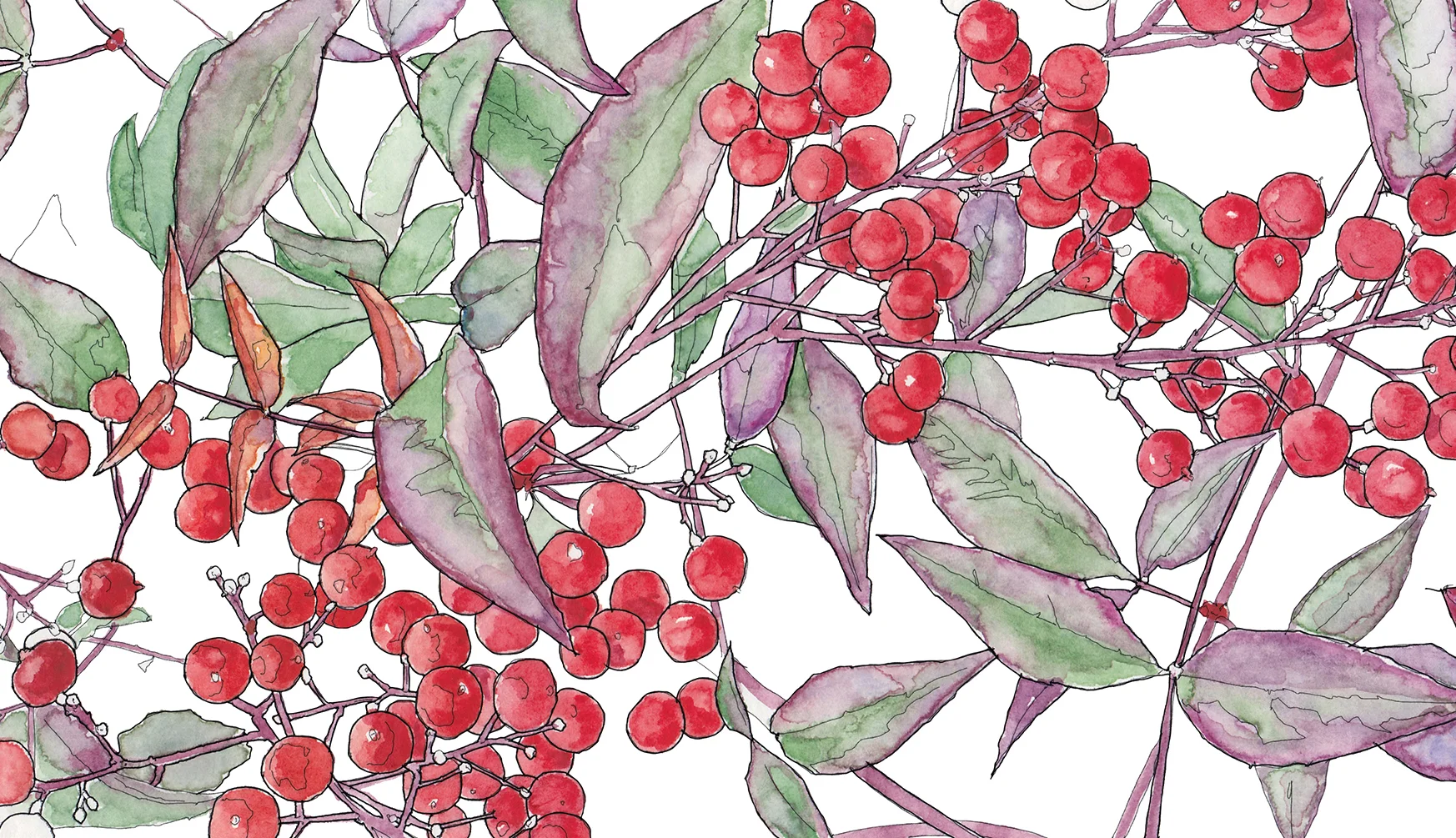 1_ DEC2016_FEB2017_Nandina.jpg