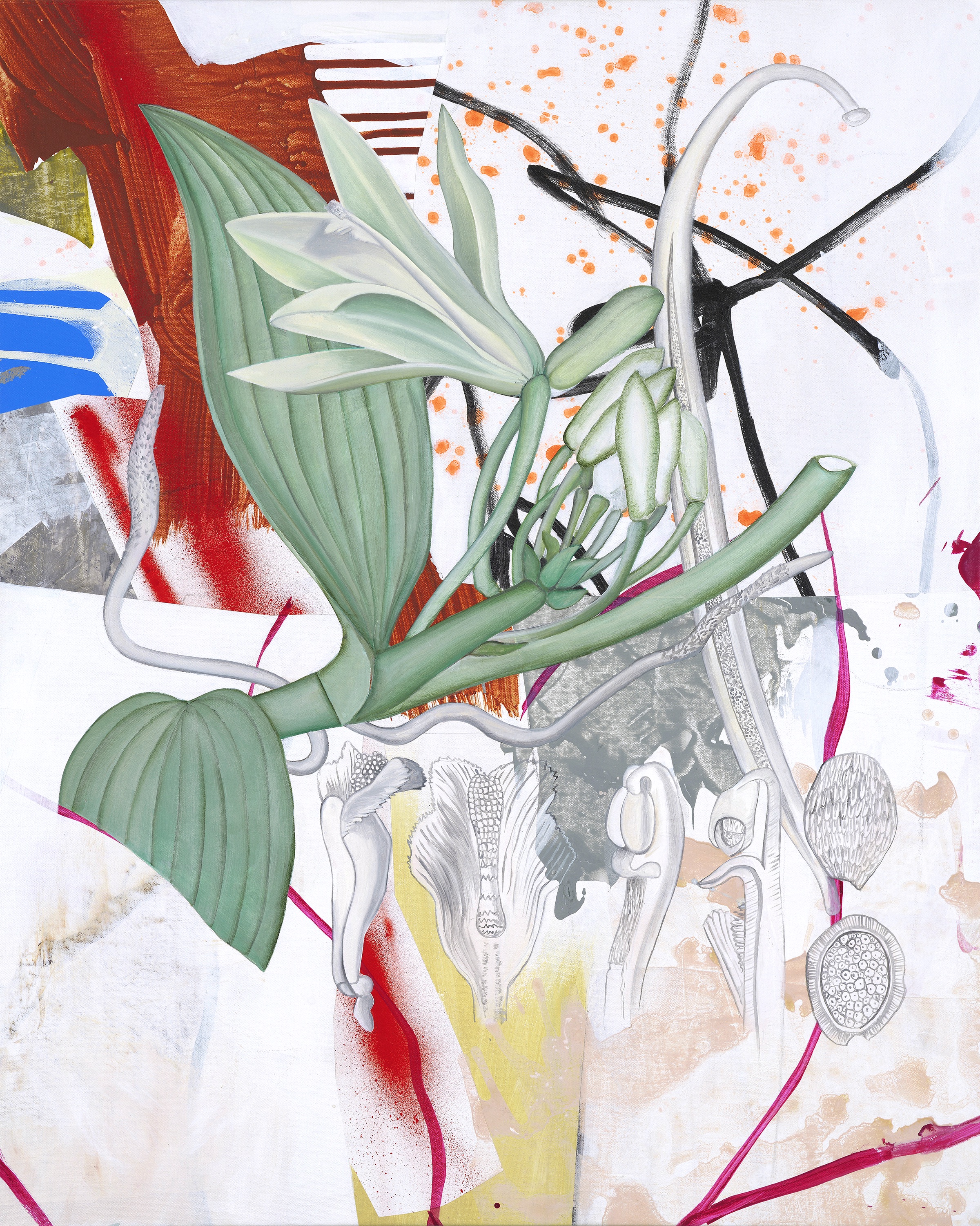 Ackerman 2019 Orchidaceae 30 x 24.jpeg