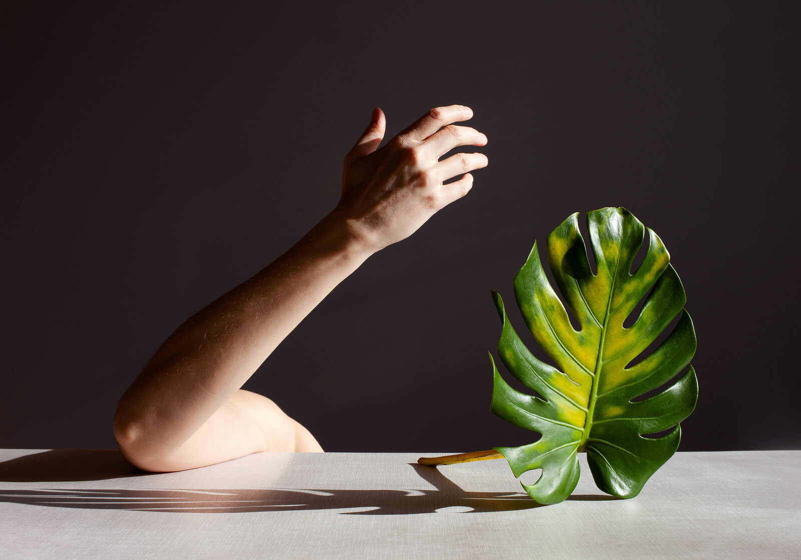 “Monstera, Janus Series”, 2020, archival print, 17 x 23 inches (framed), edition of 7 + 1 AP.