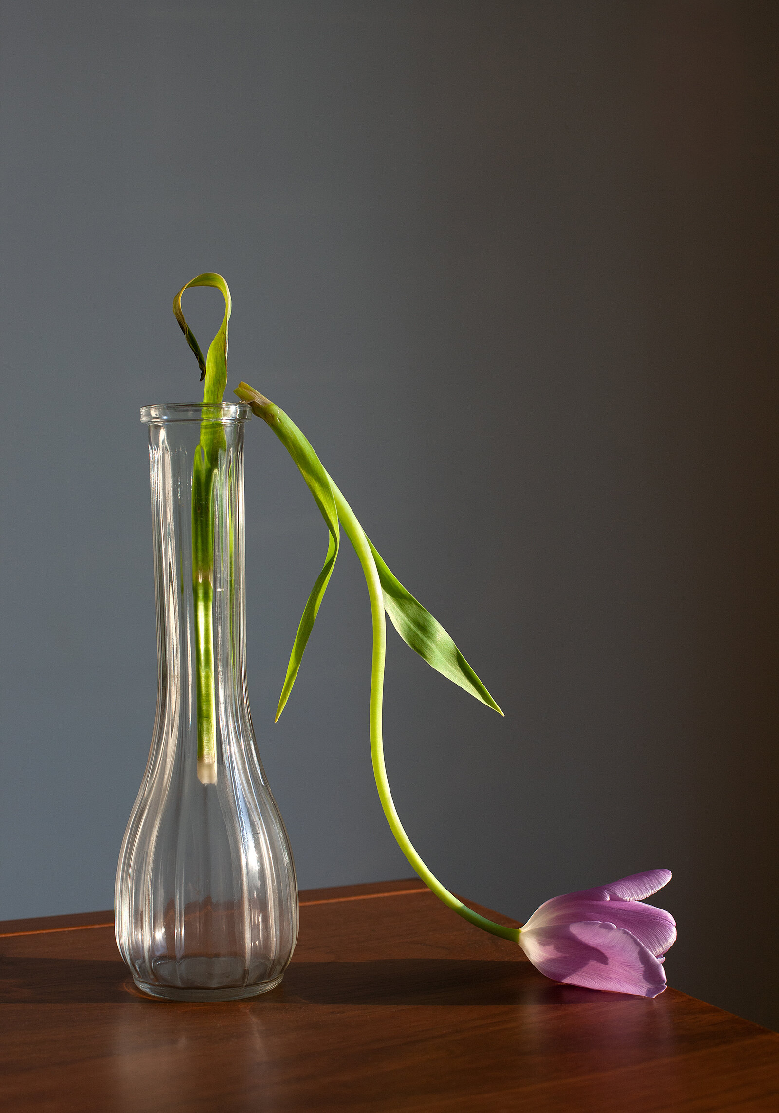 “Tulip, Janus Series”, 2020, archival print, 17 x 23 inches (framed), edition of 7 + 1 AP.