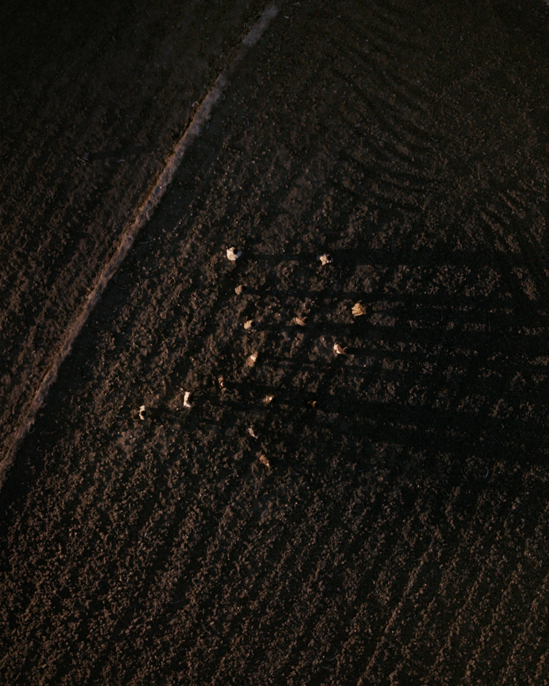 A song performed on the soil, before the season begins. To sit within the land, not explain it.