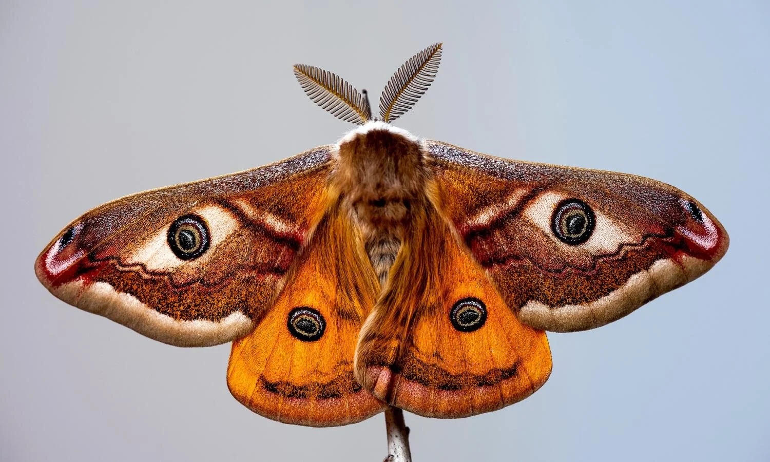 moth.jpg