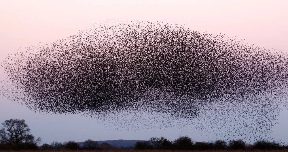 Murmuration | Suzie West with Sound Communities