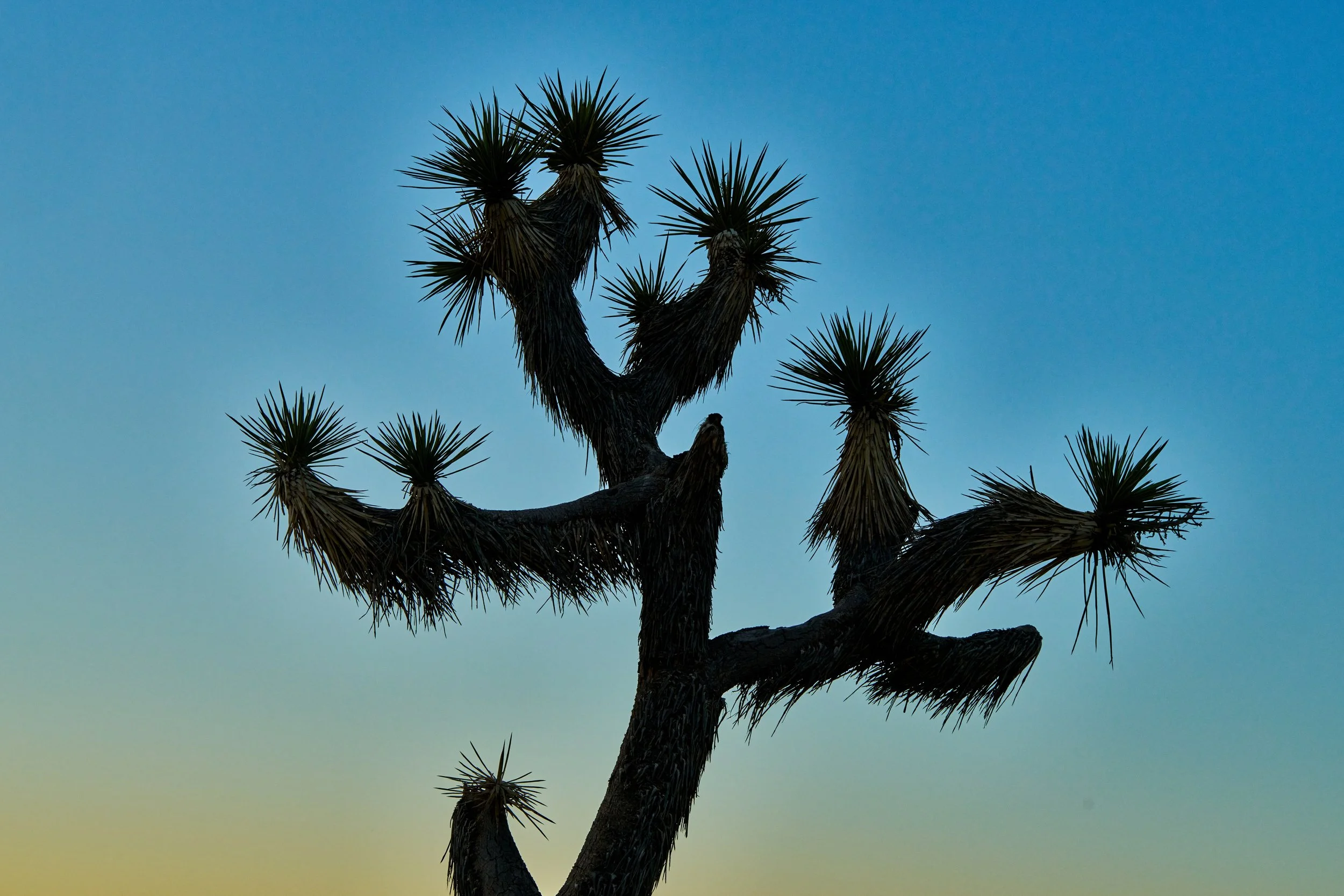Joshua Tree Blue and Green by Gentl & Hyers.jpeg