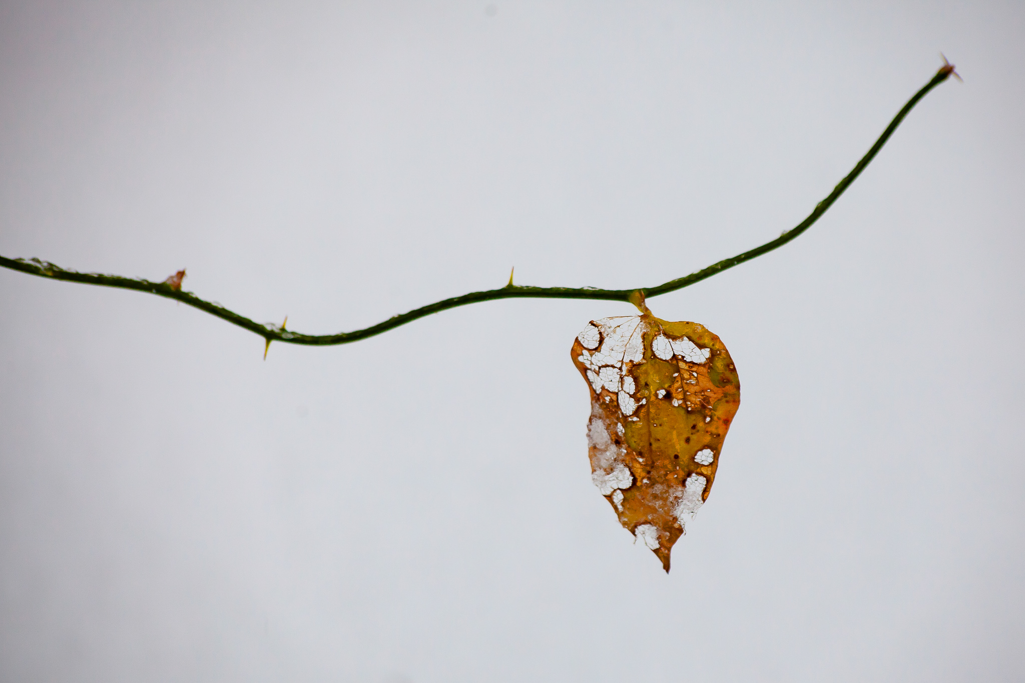 Nature_001.jpg