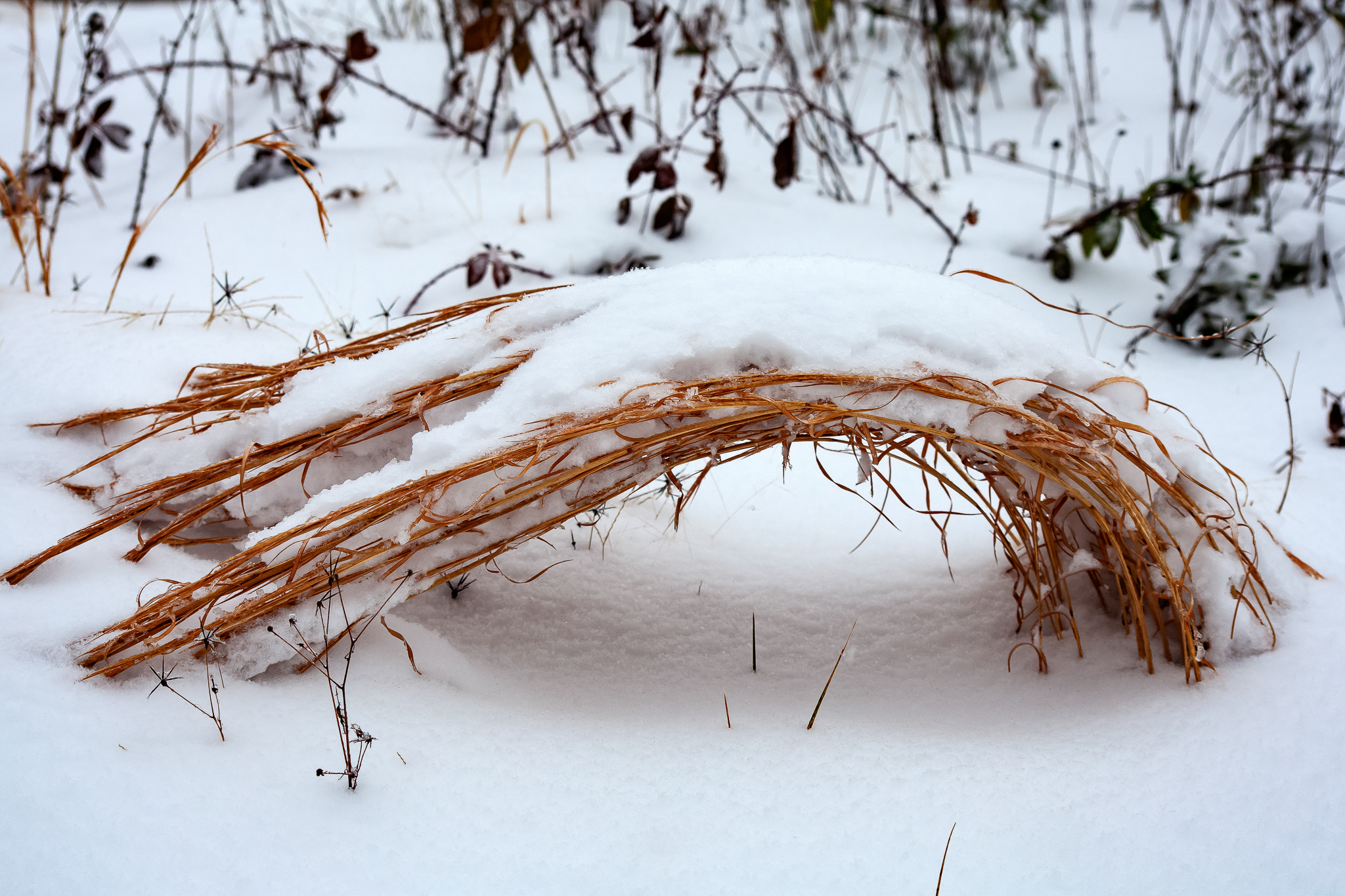 Nature_002.jpg
