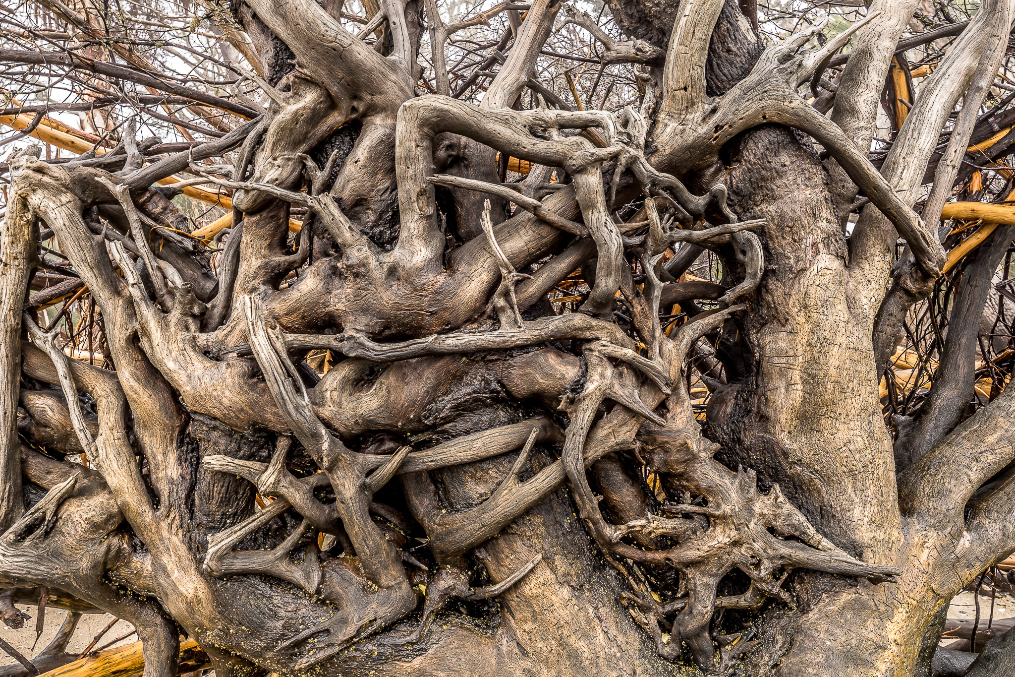 Nature_015.jpg