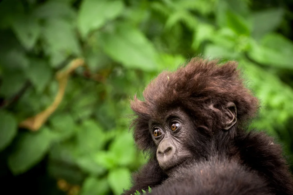 Mountain_Gorilla_Macibiri.jpg