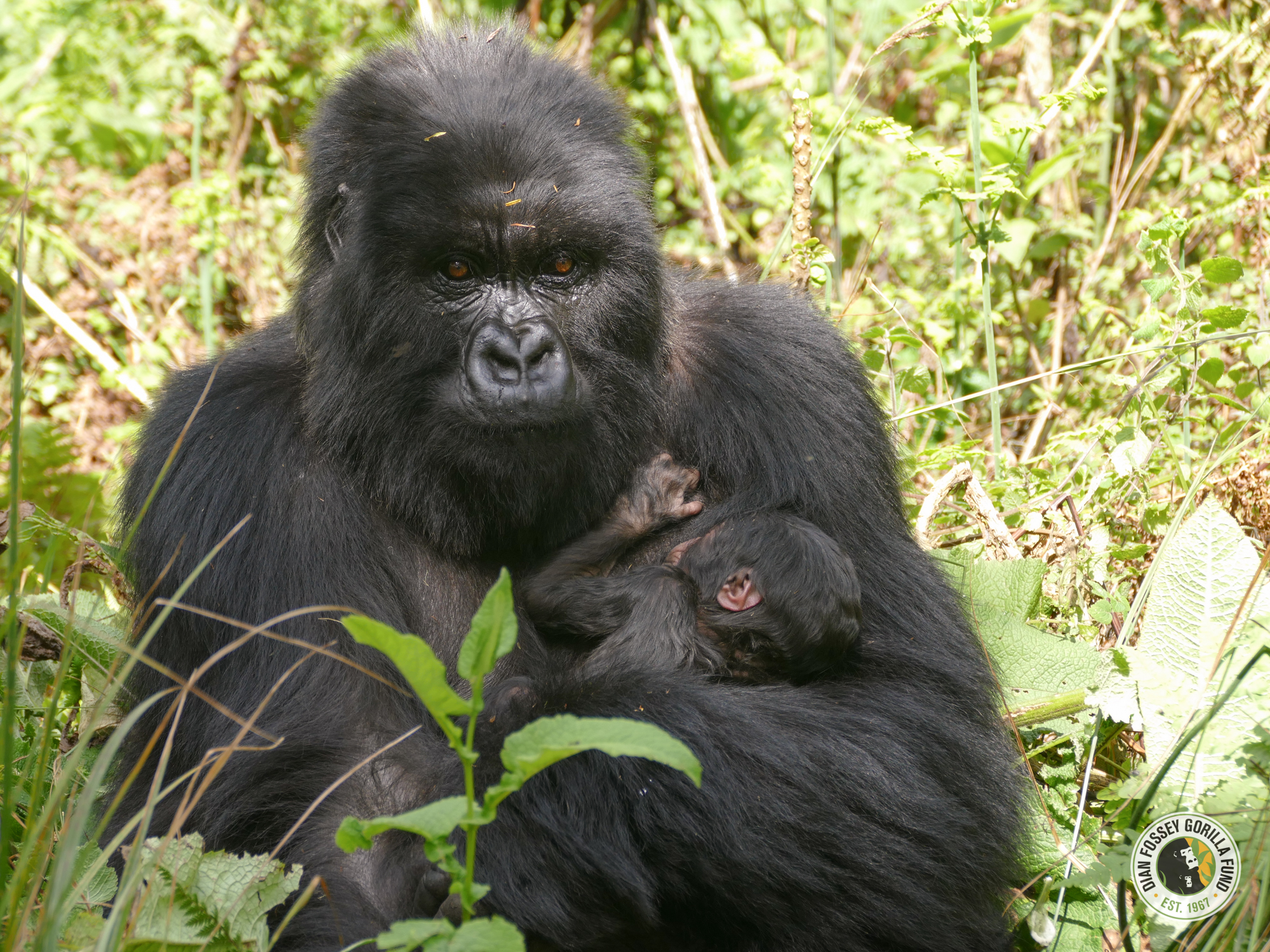 Mom Ishyaka and new baby (c) Dian Fossey Gorilla Fund