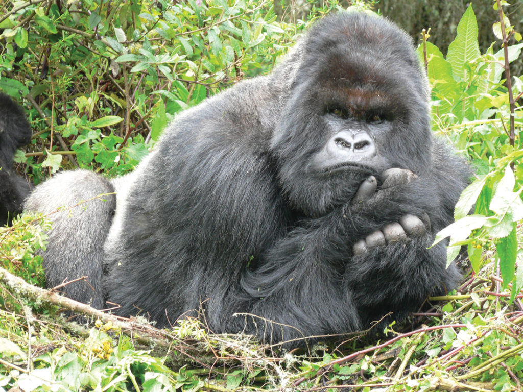 dian fossey gorilla fund store dian fossey gorilla fund store