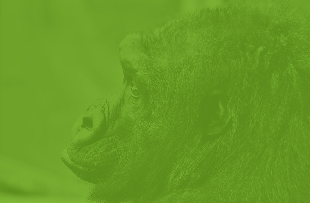 bottom-gorillas-small.jpg