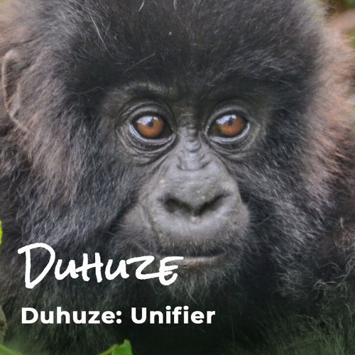 Gorilla Babies The Ellen Fund Ellen Degeneres