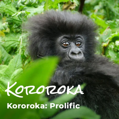 Gorilla Babies The Ellen Fund Ellen Degeneres