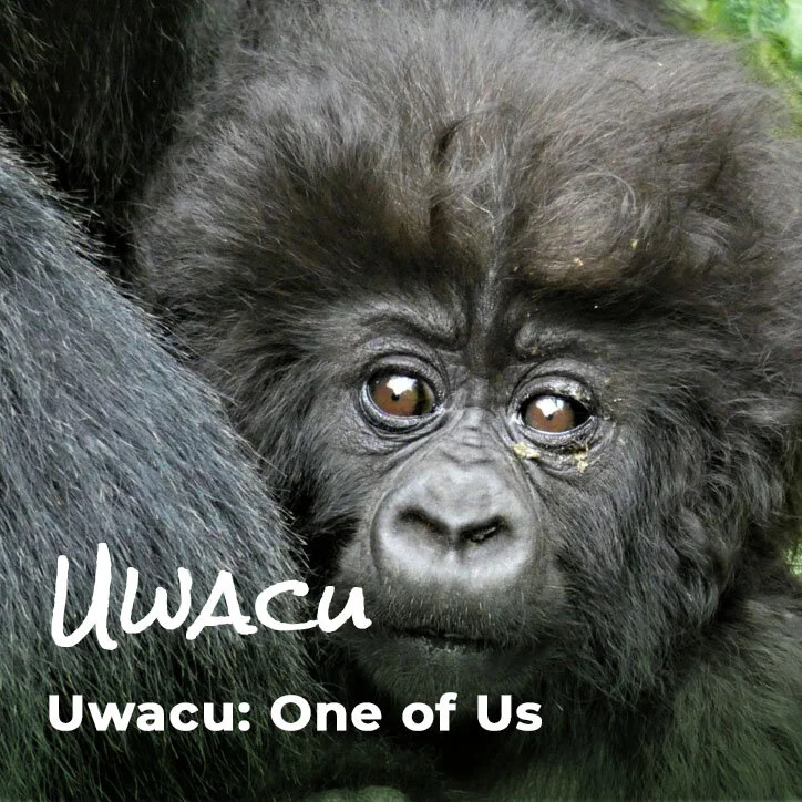 Gorilla Babies The Ellen Fund Ellen Degeneres