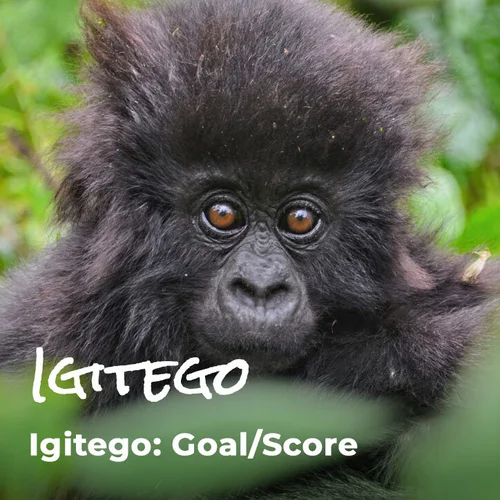 Gorilla Babies The Ellen Fund Ellen Degeneres