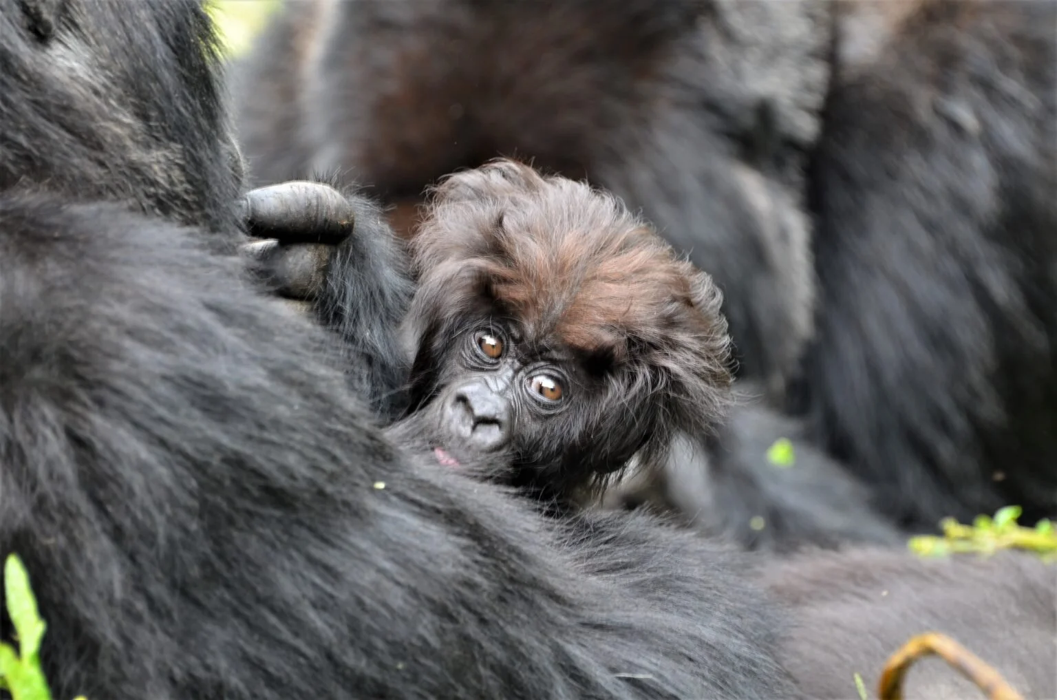 Gorilla Babies!