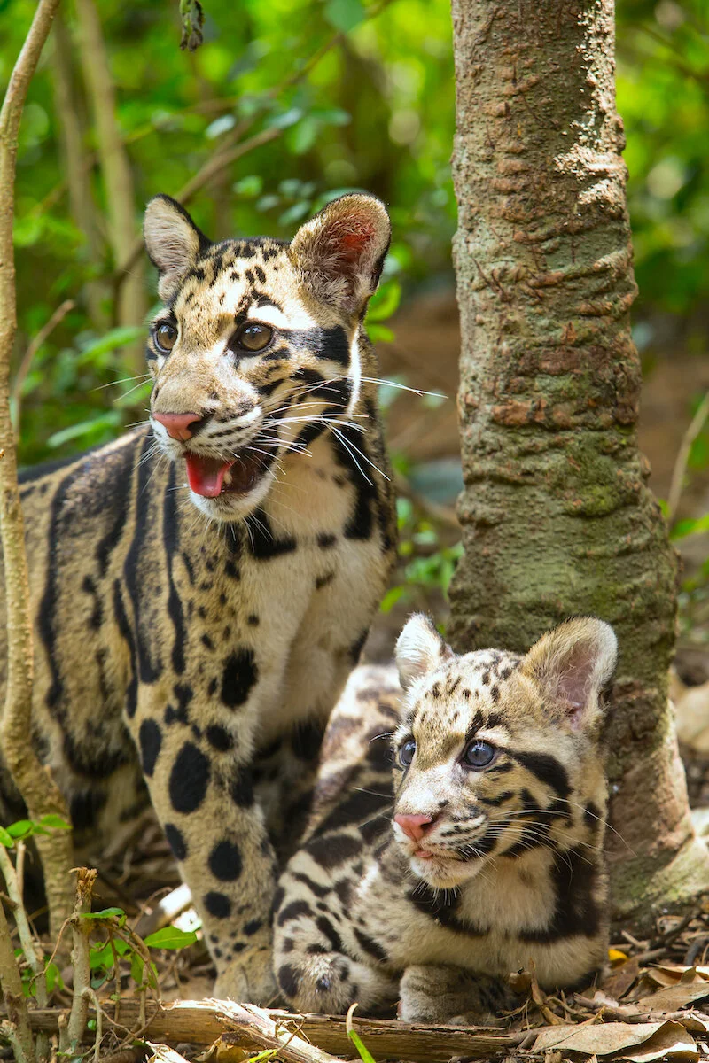 Clouded Leopards — The Ellen Fund (Ellen DeGeneres)