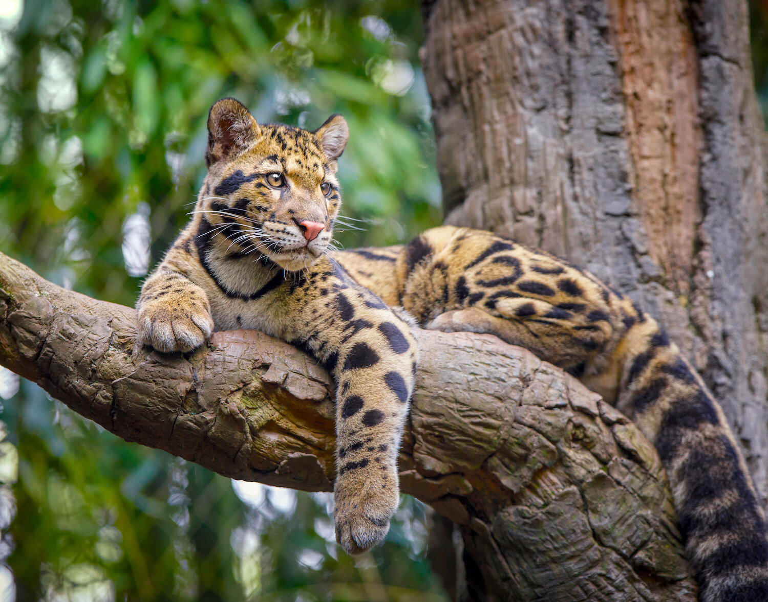 Clouded Leopards — The Ellen Fund (Ellen DeGeneres)