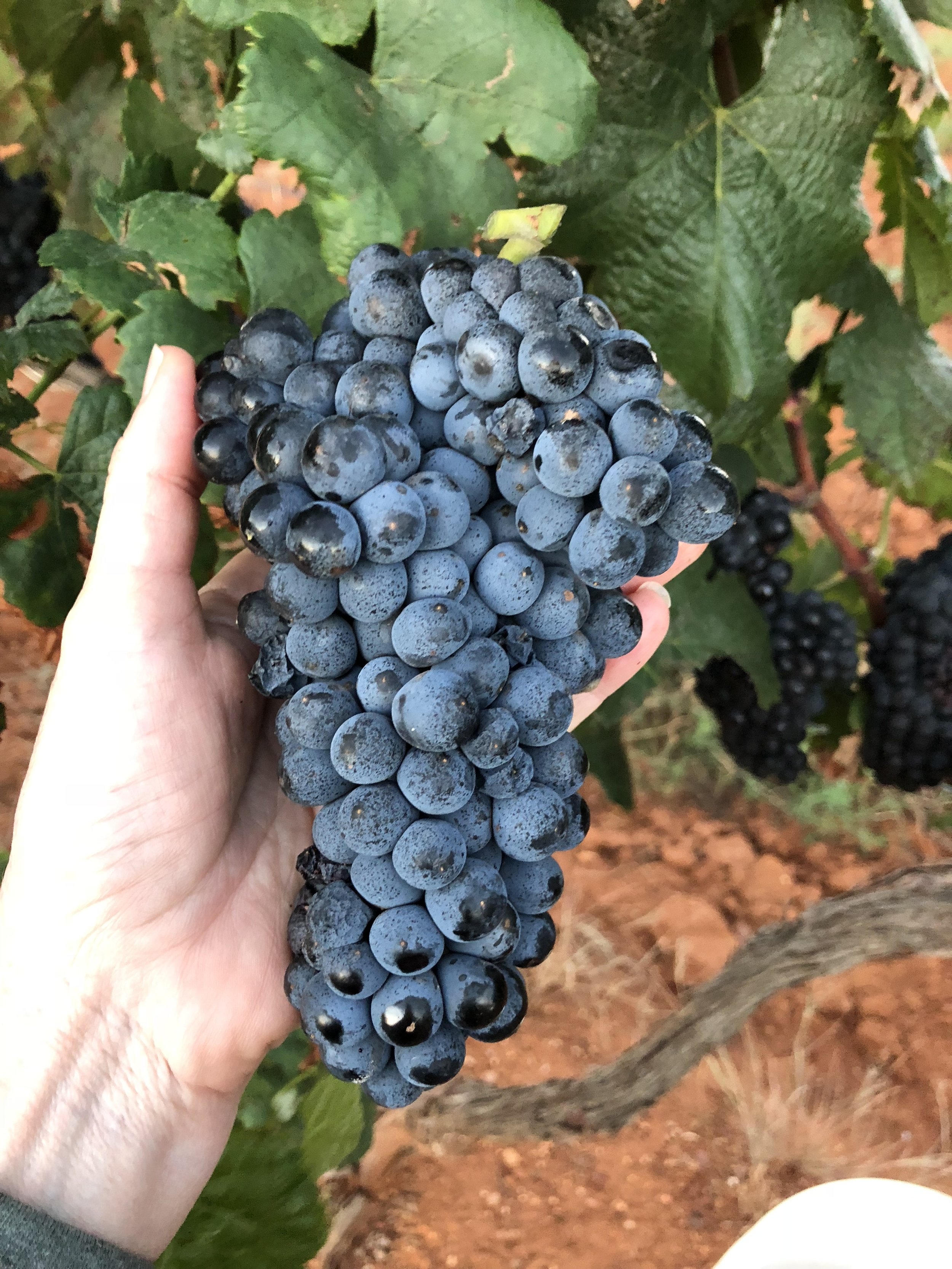 A lovely bunch of Graciano grapes