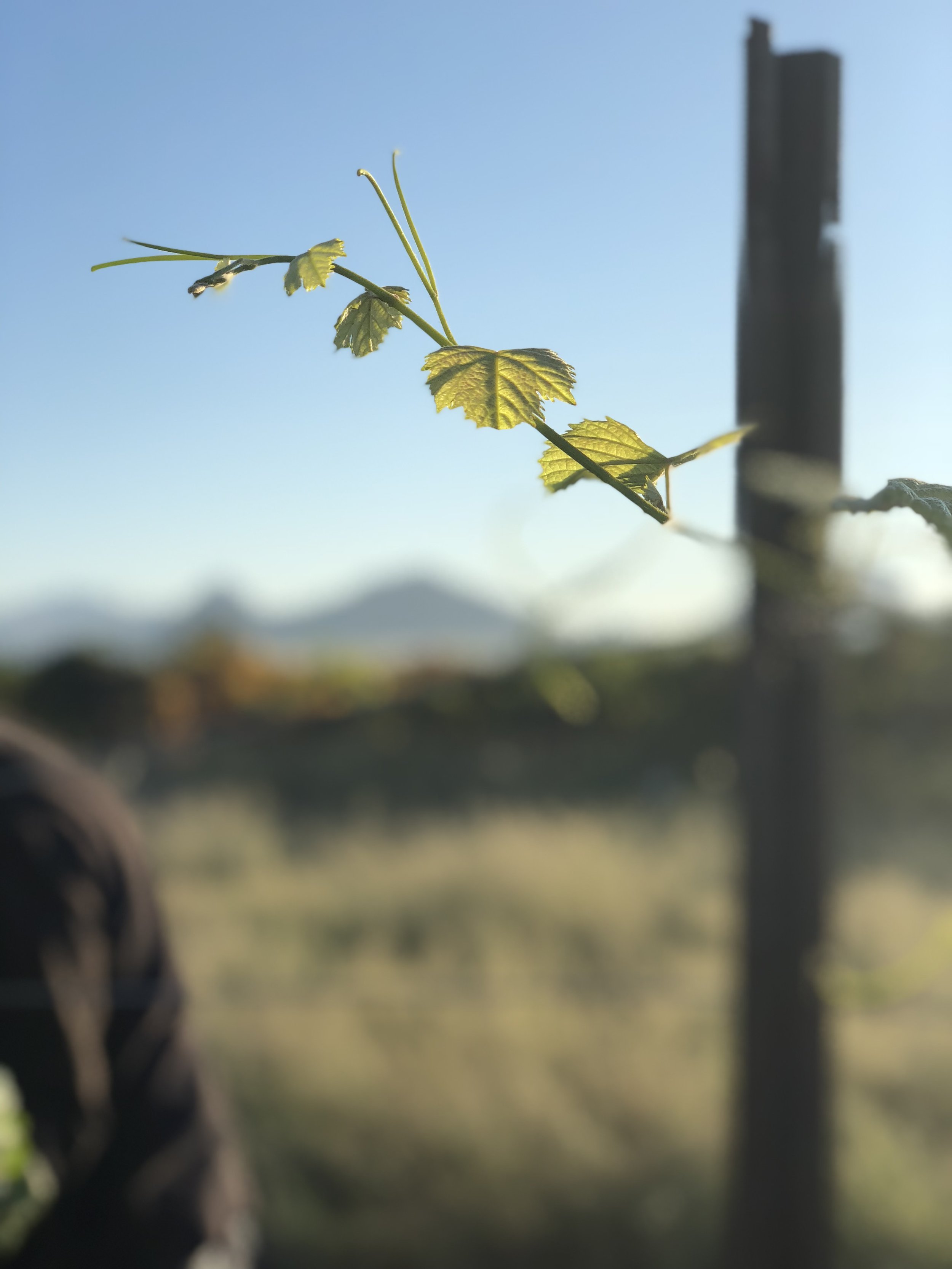 Early morning harvest Callaghan Vineyards 2018