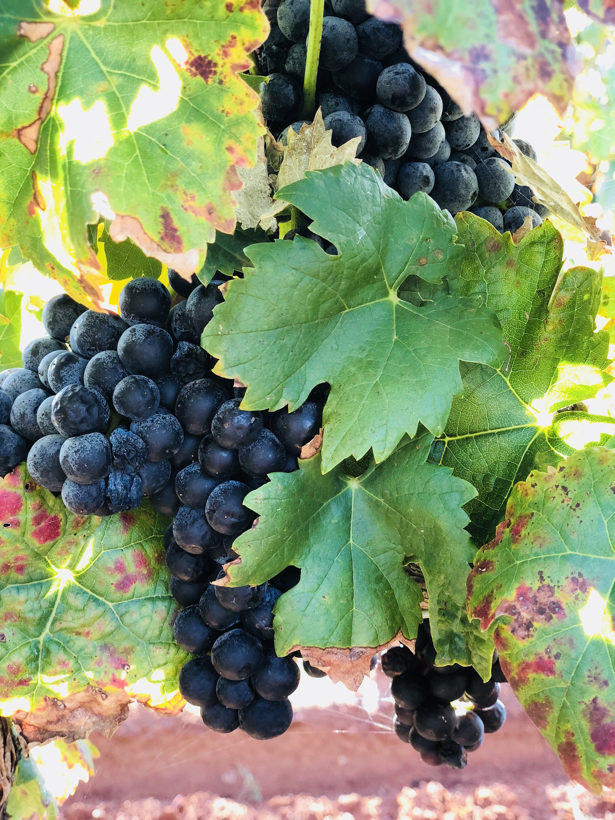 Lovely clusters of Graciano grapes at Callaghan Vineyards