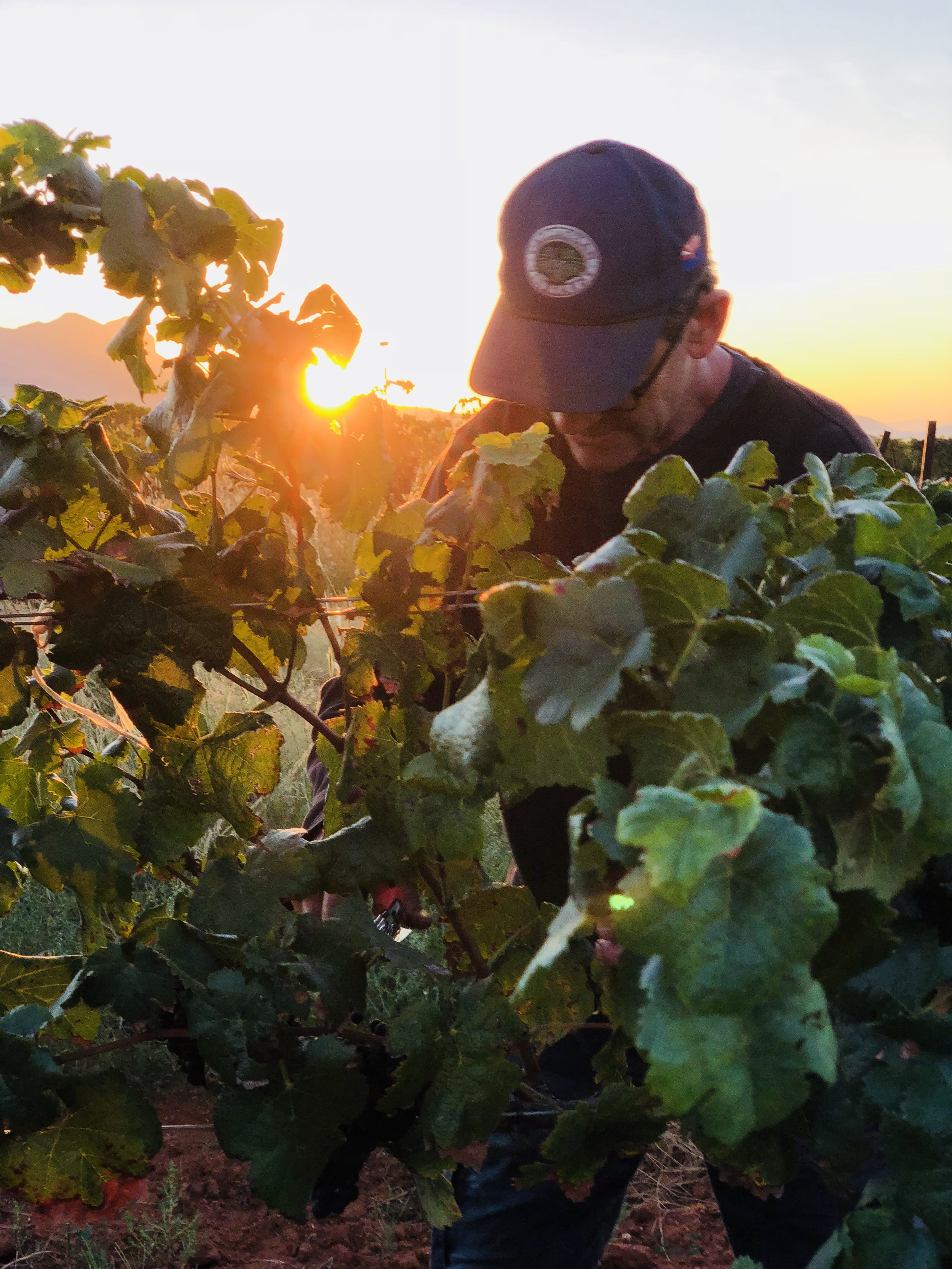Kent Callaghan harvesting grapes at Callaghan Vineyards