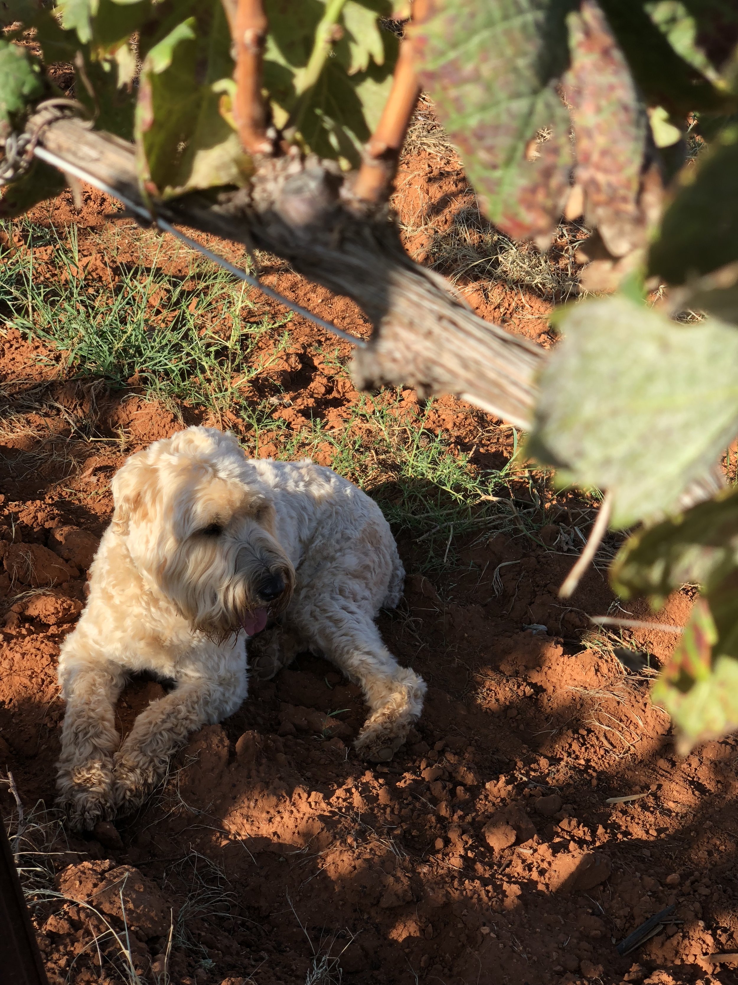 Kiva relaxing during harvest.jpg