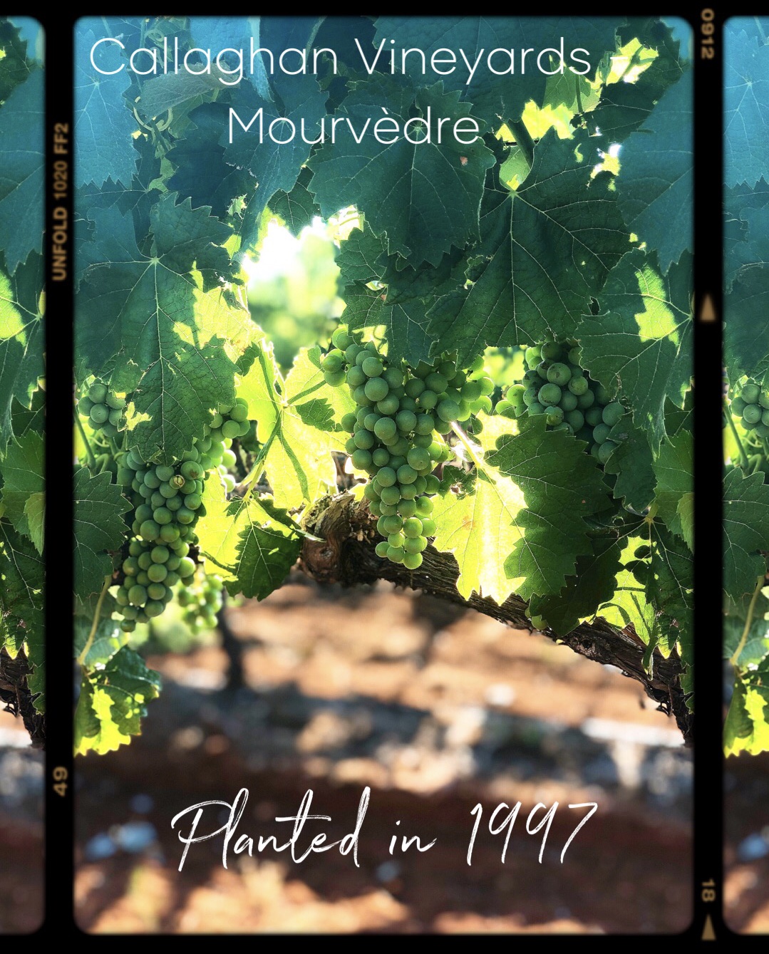 callaghan-vineyards-mourvédre.jpg