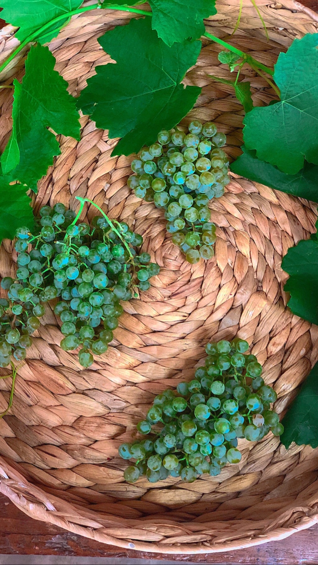 Petit Manseng for Greg’s