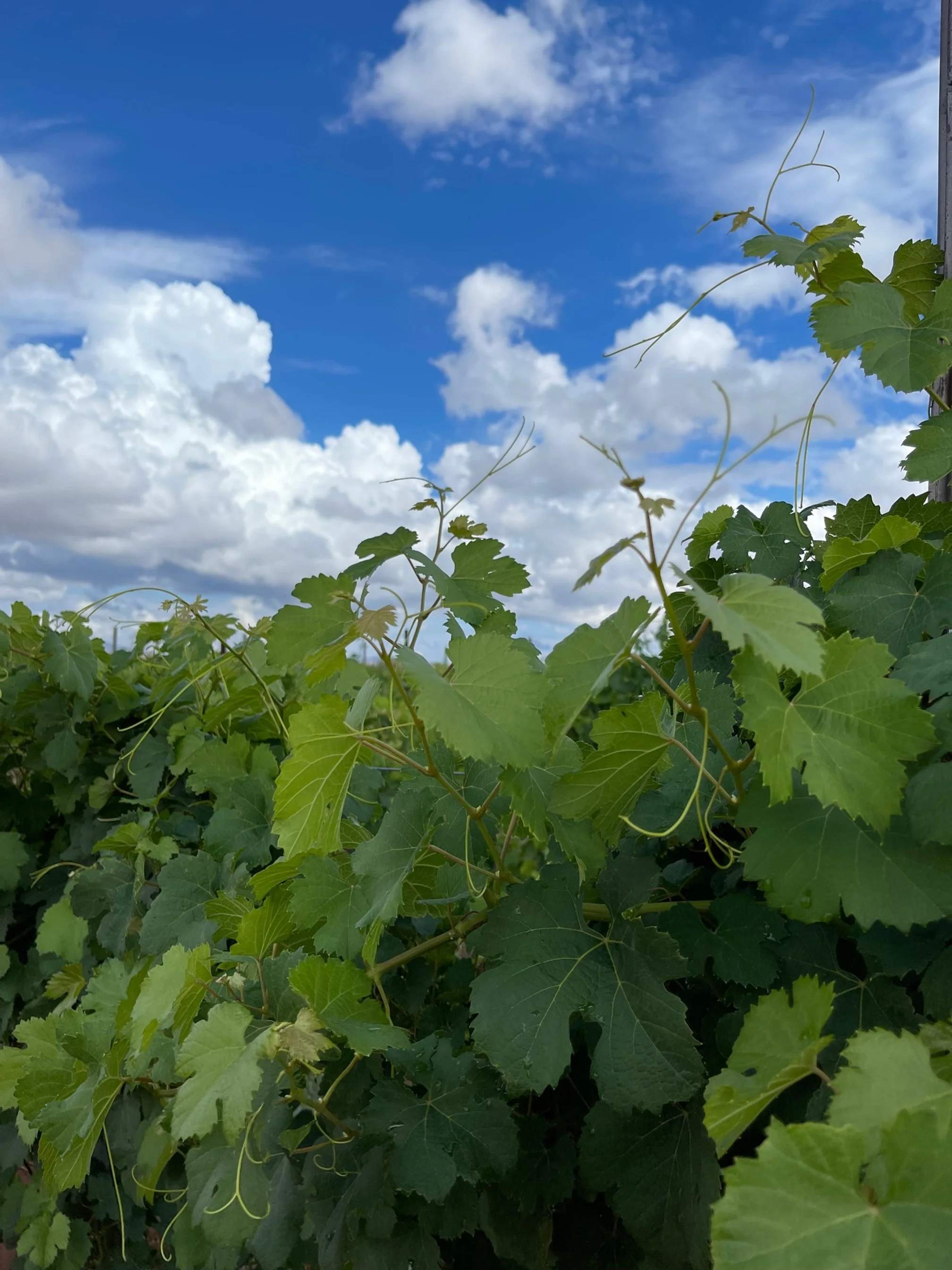 Home | Callaghan Vineyards - Arizona's Award Winning Wines Since 1990