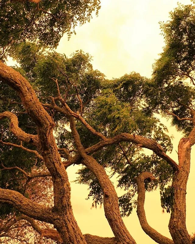 3pm in Auckland. Seeing the eerie skies has it hit us even harder what is happening across the ditch in Australia right now as they battle the intense fires. Sending lots of thoughts and prayers. Lovely to see so many people using their platform to spread awareness on how people can help no matter how big or small. 🇦🇺💔