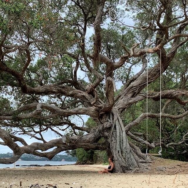 Rest and reflection under the shelter of my favourite tree. 🍃 #rejuvenate #mediationmafia #naturelover