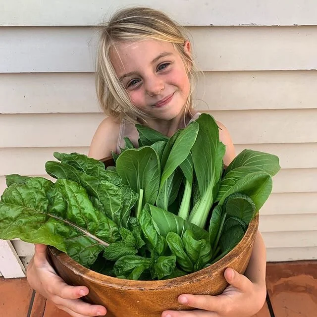So happy to be growing our own edible garden..... and keeping it alive! Who knew the secret was to get a  @vegepodnz I can&rsquo;t believe how fast everything is growing! Just picked tatsoi, bok choy, silverbeet, rainbow chard, mint and basil 🌿 #notanadvertbutshouldbe