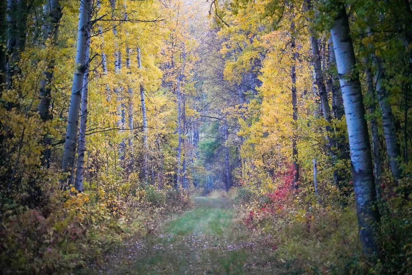 Missing my fairytale walks in Canada ✨ but equally feeling excited to experience the beautiful spring weather in New Zealand. 

The magic of Autumn will always remind me of Queenstown retreat days now. ⭐️

2026 retreat dates launching on here later t