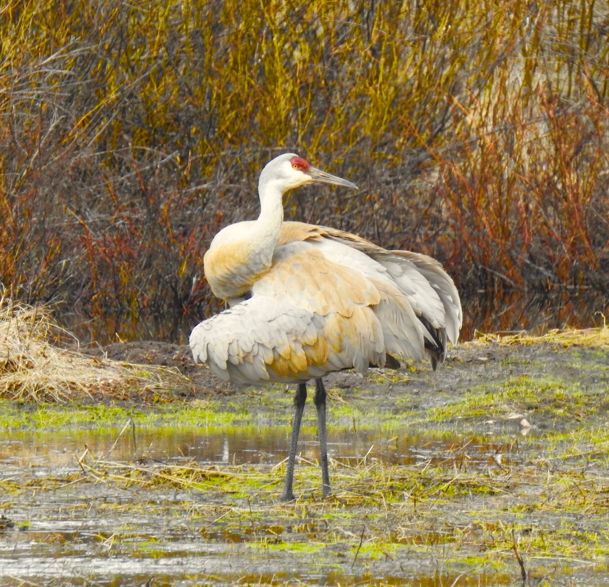 Wildlife Habitat