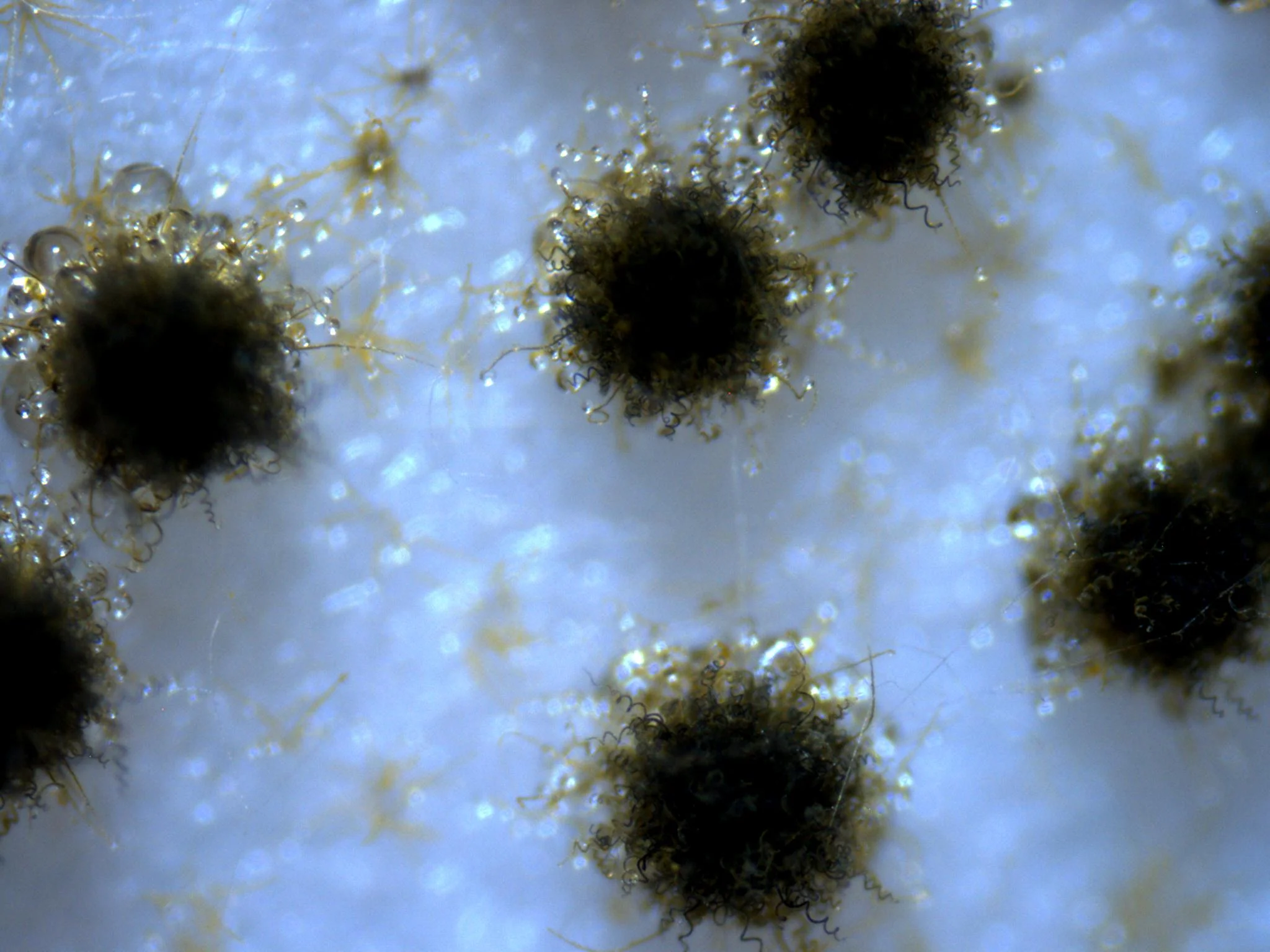 Asc_140_stereo.jpg
