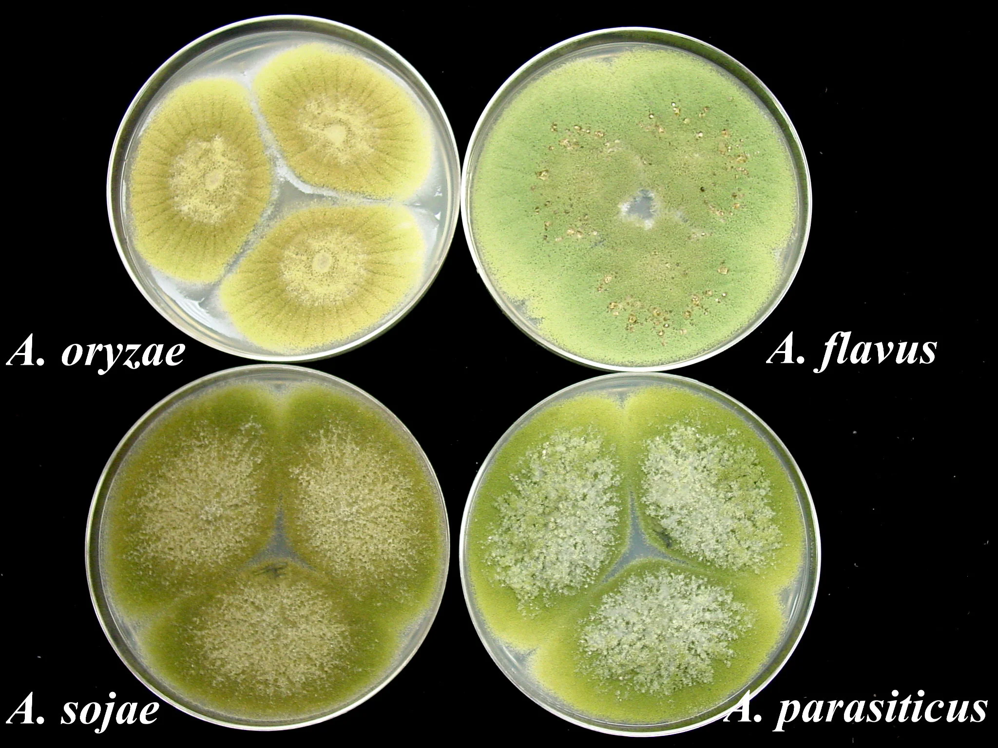 A. flavus_A. parasiticus_A. oryzae_A. sojae_cya_Klich.jpg
