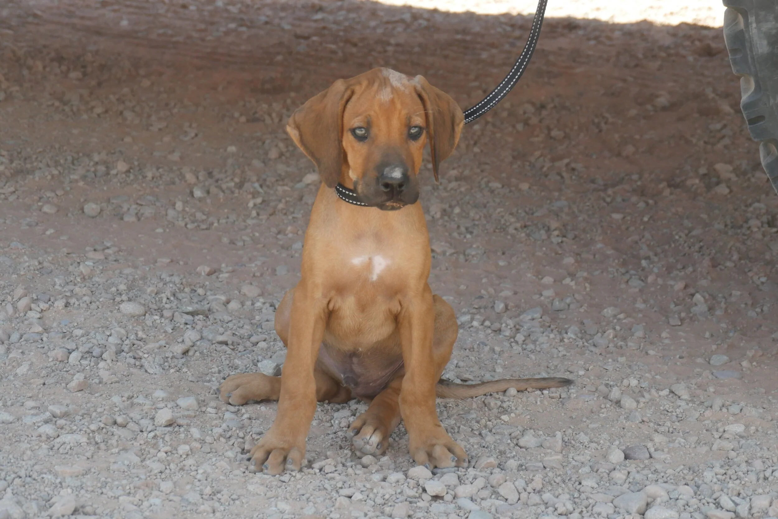 Why a Ridgeback? Good question!