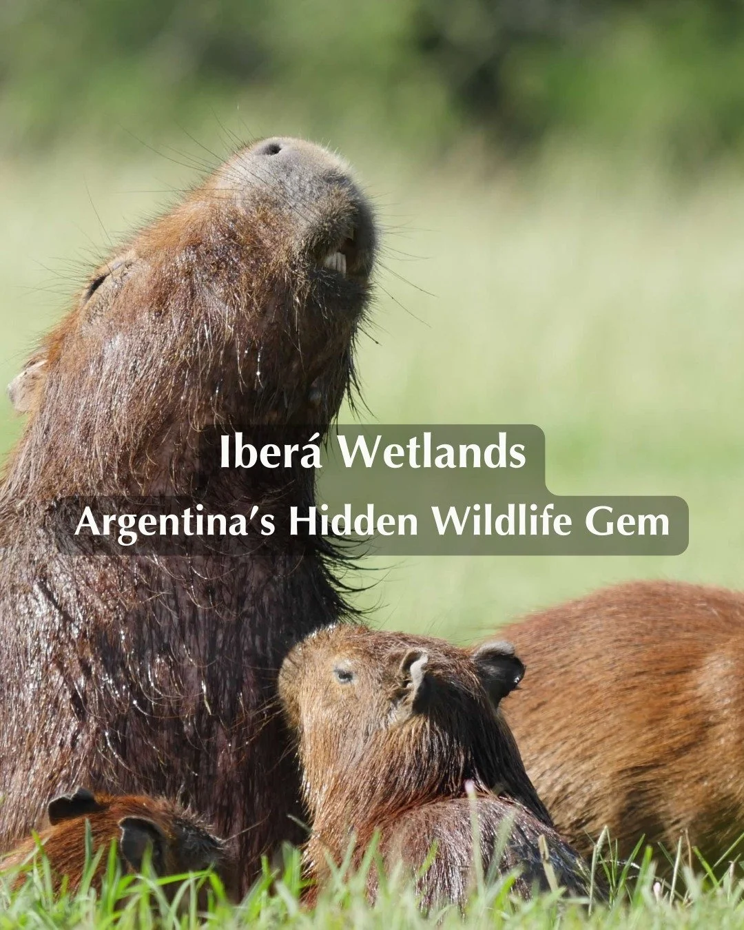 I spent a birthday in the Iber&aacute; Wetlands when I lived in Argentina, and it&rsquo;s still one of the most unforgettable places I&rsquo;ve been.

Designated a national park in 2018, Iber&aacute; isn't very well known, even inside Argentina. Yet 